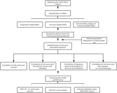 Tumor Expression Profile Analysis Developed and Validated a Prognostic Model Based on Immune-Related Genes in Bladder Cancer